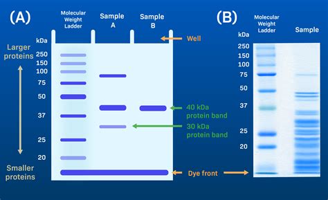 how to read sds page gel|Protein Electrophoresis Using SDS.